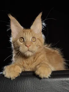 Котенок мейн-кун