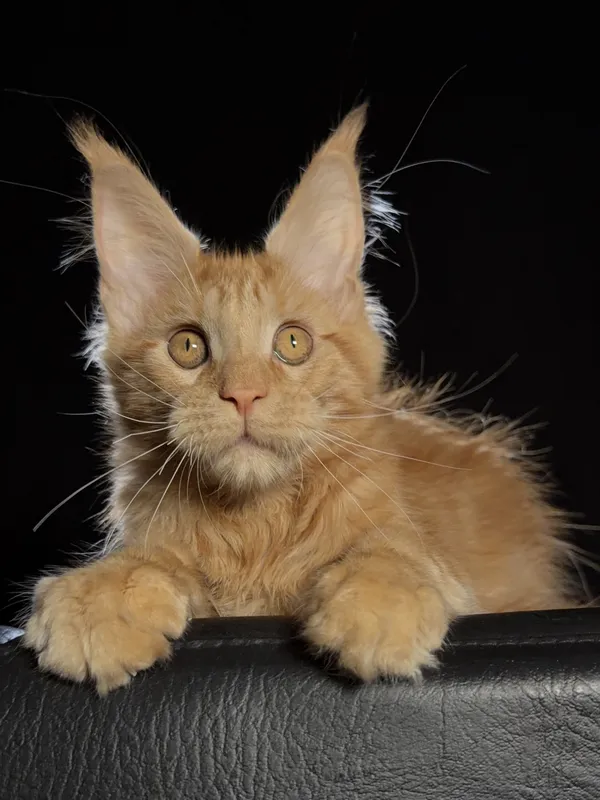 Maine Coon kitten Red MCO d Boy