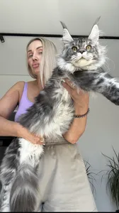 Tutsy