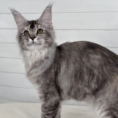 Котенок мейн-кун