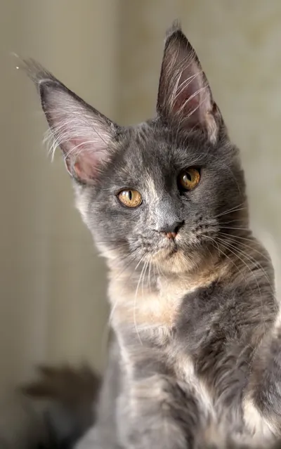 Котенок мейн-кун