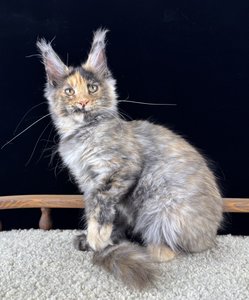 Debra