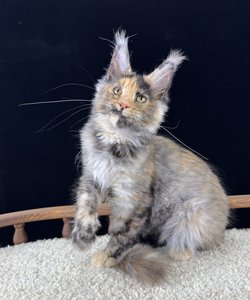 Debra