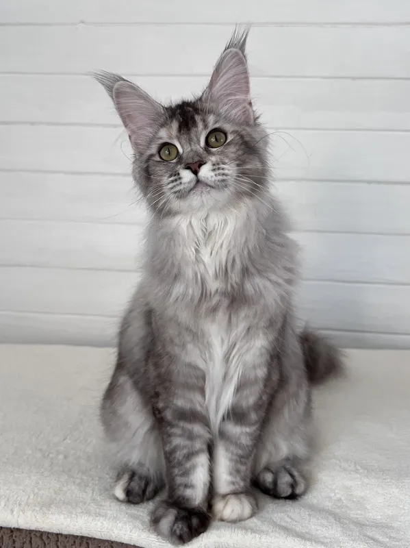 Maine Coon kitten Black Silver marble, rossetes blotched MCO ns 25 Girl