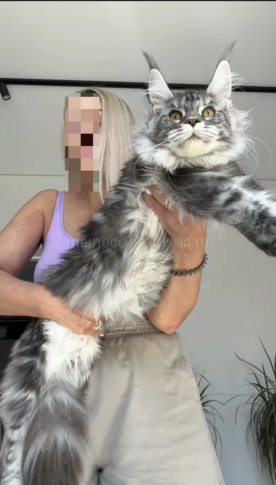 Tutsy — Maine Coon kitten, Black Silver Classic Tabby MCO ns 22