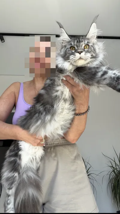 Tutsy — Maine Coon kitten, Black Silver Classic Tabby MCO ns 22