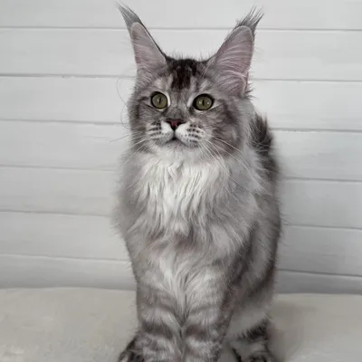 Котенок мейн-кун