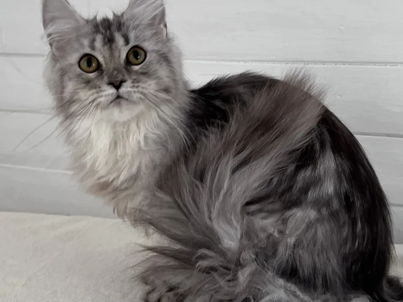 Maine Coon kitten Черный серебрянный тигровый MCO ns 23 Girl