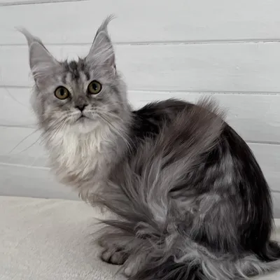 Котенок мейн-кун