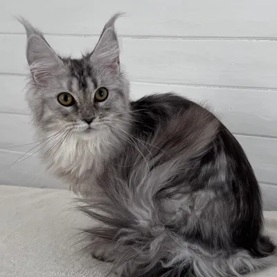 Котенок мейн-кун