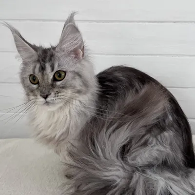 Котенок мейн-кун