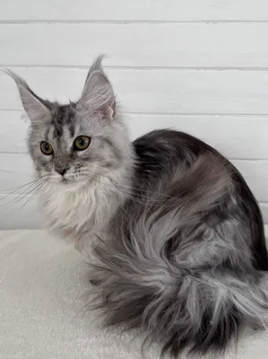 Maine Coon kitten