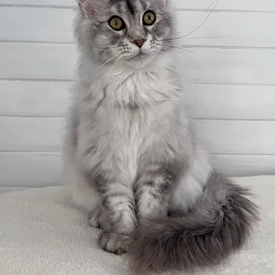 Котенок мейн-кун