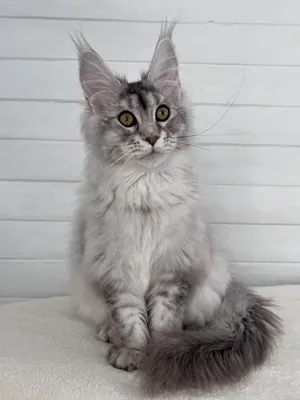 Maine Coon kitten