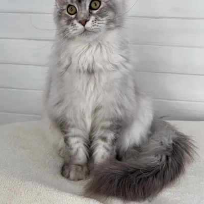 Котенок мейн-кун