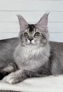 Котенок мейн-кун