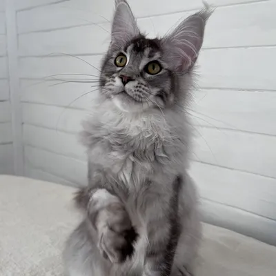 Котенок мейн-кун