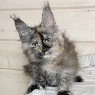 Котенок мейн-кун