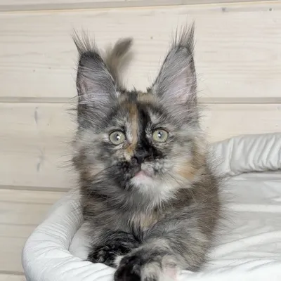 Котенок мейн-кун