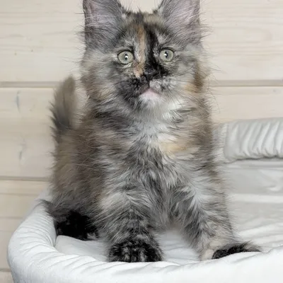 Котенок мейн-кун