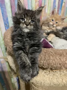 Maine Coon kitten