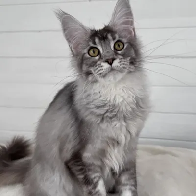 Котенок мейн-кун