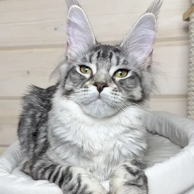 Котенок мейн-кун