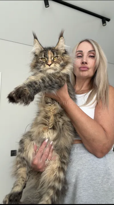 Rafaela — Maine Coon kitten, Tortie Mac Tabby MCO f 23