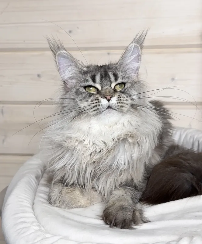 Maine Coon kitten Black Silver marble, rossetes blotched MCO ns 25 Girl