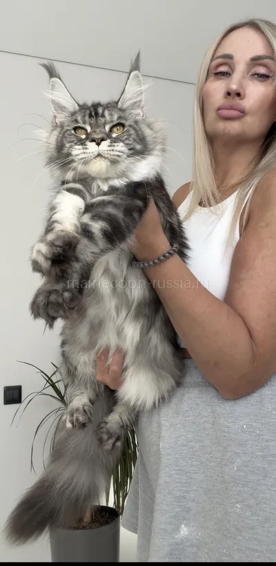 Tutsy — Котенок мейн-кун, Черный серебрянный мраморный MCO ns 22