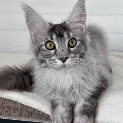 Котенок мейн-кун