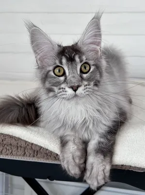 Котенок мейн-кун