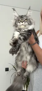 Tutsy