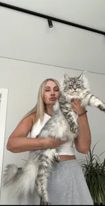 Samanta