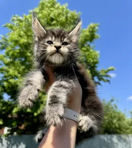 Maine Coon kitten