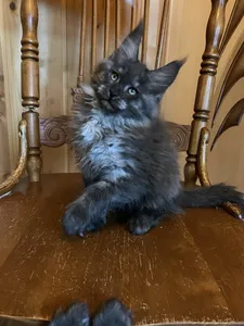 Maine Coon kitten