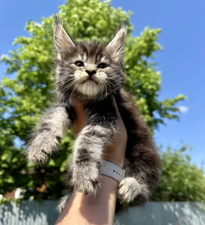 Котенок мейн-кун