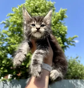 Maine Coon kitten