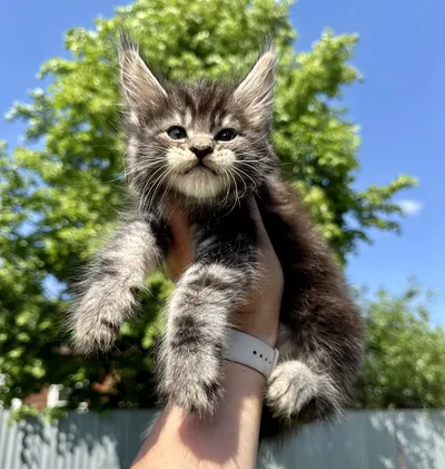 Котенок мейн-кун