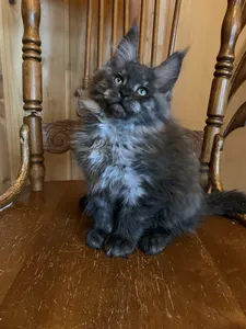 Maine Coon kitten
