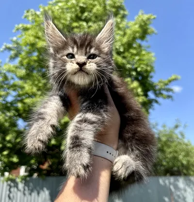 Котенок мейн-кун