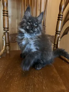 Maine Coon kitten