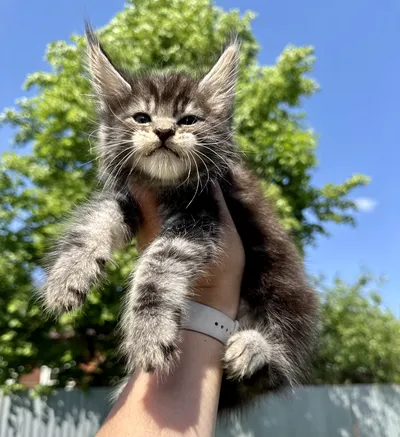 Котенок мейн-кун