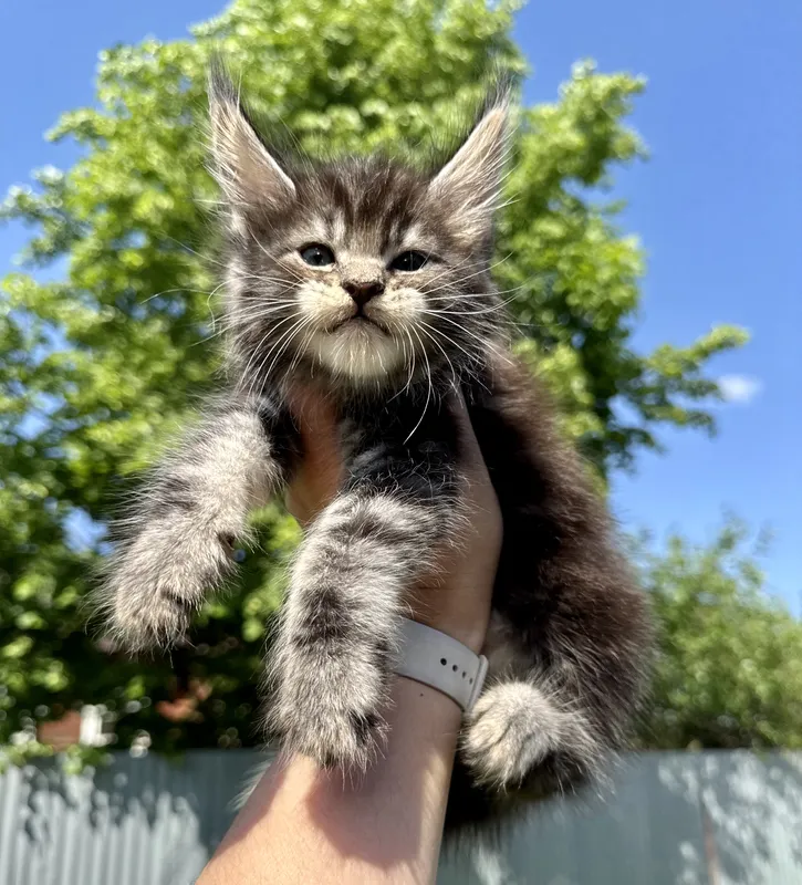 Maine Coon kitten Black classic Tabby (Brown) MCO n 22 Boy