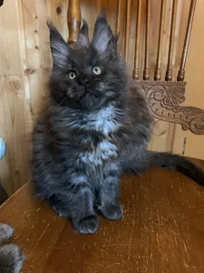 Maine Coon kitten