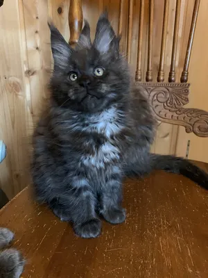 Котенок мейн-кун