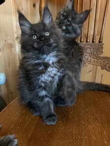 Maine Coon kitten