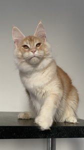 Oliver