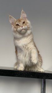 Oliver