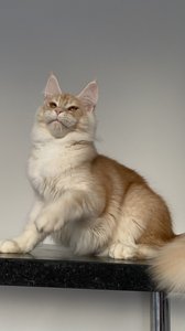 Oliver